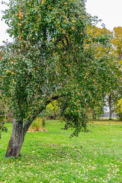 istock Old Apple Tree with Fallen Fruit in Autumn Orchard 2253501299