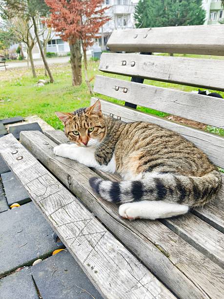 istock Stray Cat Resting on a Public Park Bench 2253501336