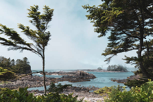 Windswept coastal trees overlooking a calm bay and rocky shoreline under bright skies in British Columbia, Canada.