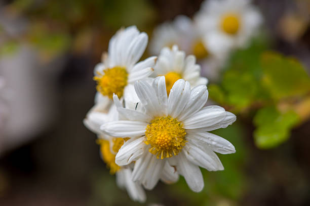 White Daisy-like Flowers with Raindrops, Macro with Autumn Bokeh Background