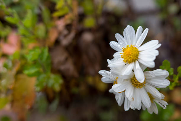 White Daisy-like Flowers with Raindrops, Macro with Autumn Bokeh Background