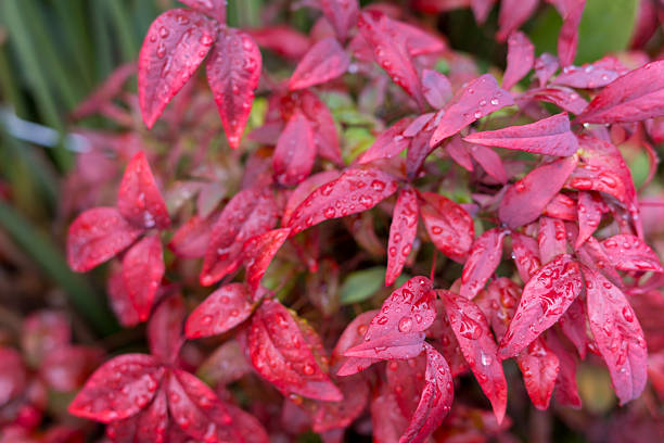 Red Leaves with Raindrops, Autumn Botanical Background