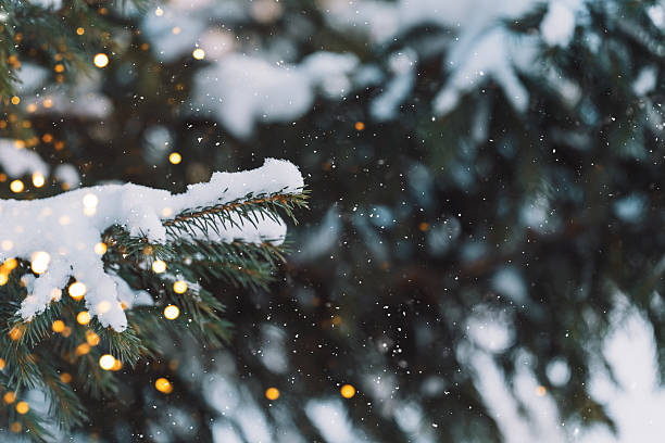 istock Backlit snowy spruce branch, close-up winter nature background 2253503458