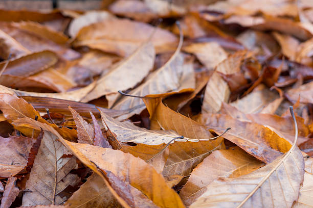 Fallen Leaves Piled Along a Brick Wall, Autumn–Winter Background