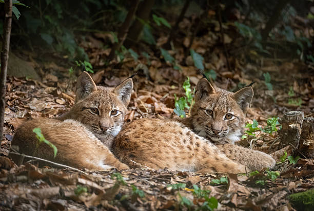 Two cute Eurasian lynx (Lynx lynx) kitten lying under trees in a forest.