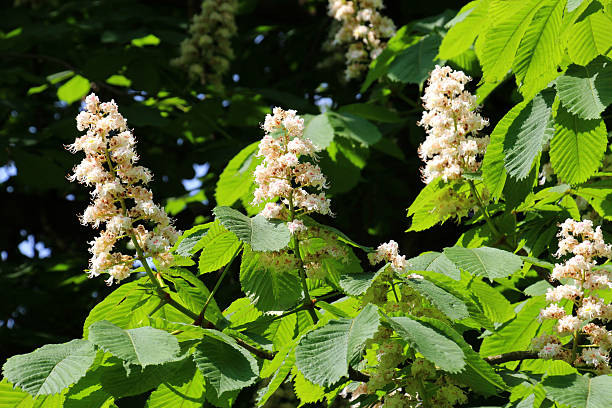 istock Chestnut (Aesculus hippocastanum, bitter chestnut) blooms in nature in spring 2253504335