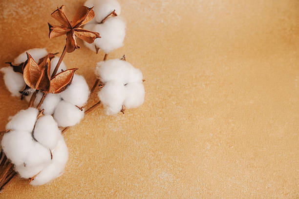istock Cotton plants on a simple background display natural beauty and texture 2253504468
