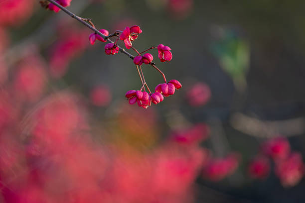 Close shot of common spindle fruits in autumn.