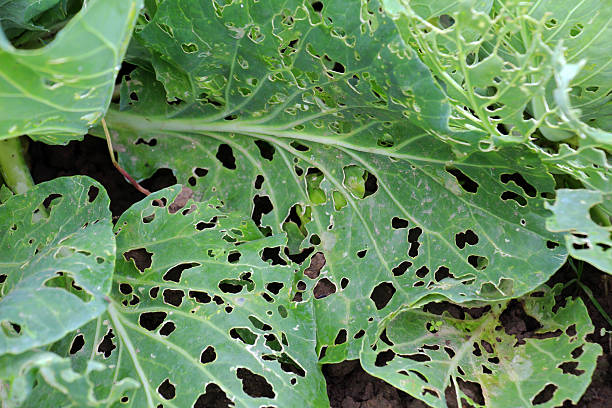 In the vegetable garden, cabbage leaves are damaged by slugs