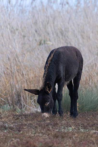 istock Cyprus Donkeys at Akrotiri Marsh, Limassol 2253506703