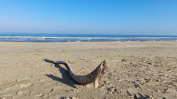 istock A snake-shaped trunk with its jaws wide open on the shore 2253506907