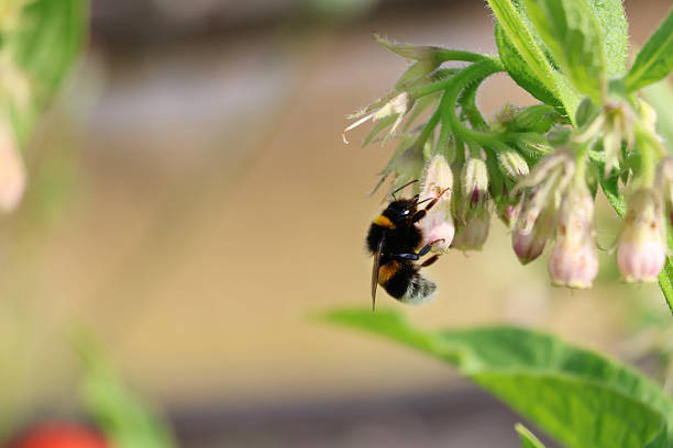 istock A bumblebee hanging on to a flower 2253508017