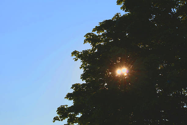 tree leaves and bright sunlight and lens flare.