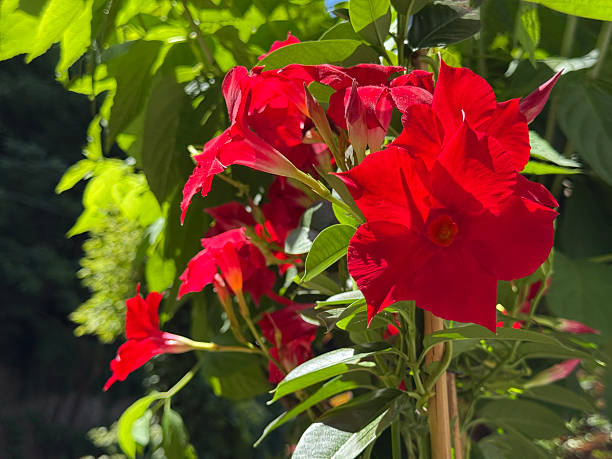 istock Sundaville Red Dipladenia mandevilla flowers 2253508683