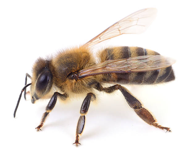 istock Honey bee isolated on white background 2253508804