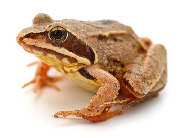 istock Common brown frog sitting isolated on white background 2253508812