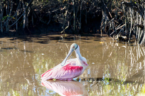 A roseate spoonbill is standing in the water, looking around the wetlands.