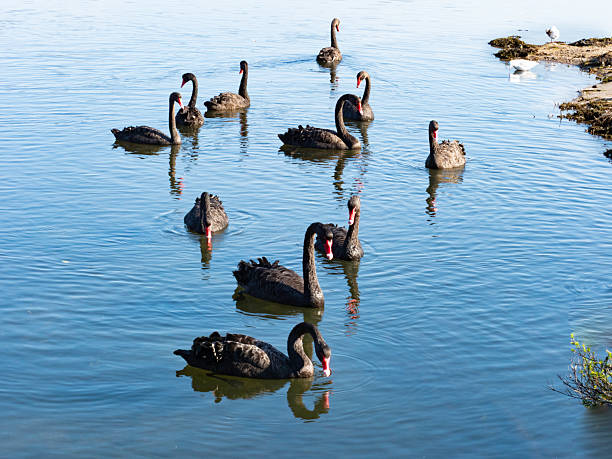 Black swans on Curalo Lagoon Eden - Sapphire Coast NSW