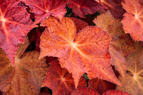 Red begonia leaves