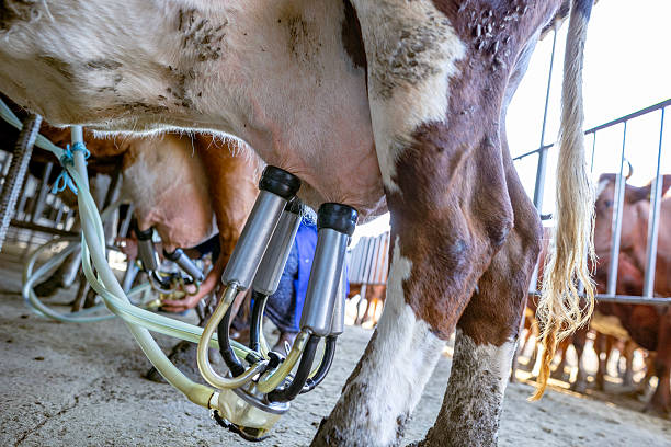 istock Dairy cow milking process with automatic equipment in barn 2253511798
