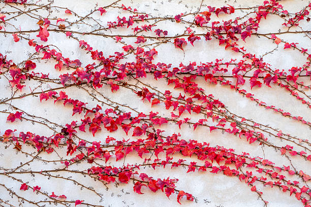 istock Creeper vine in Autumn 2253511816