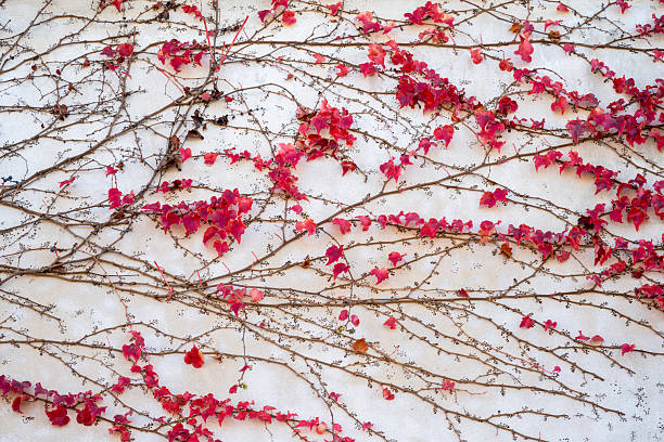 Creeper vine in Autumn