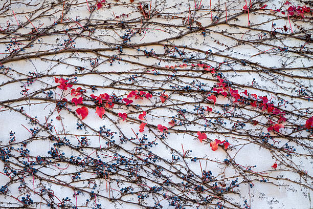 Creeper vine in Autumn