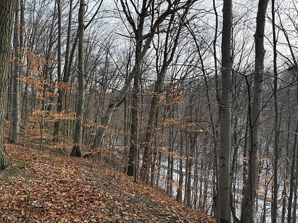 istock Earl Bales Park, Toronto, on Christmas Day 2025 2253512852