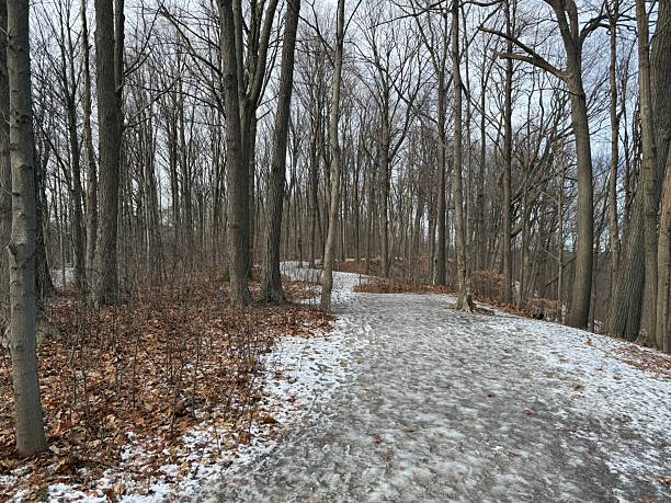istock Earl Bales Park, Toronto, on Christmas Day 2025 2253512854