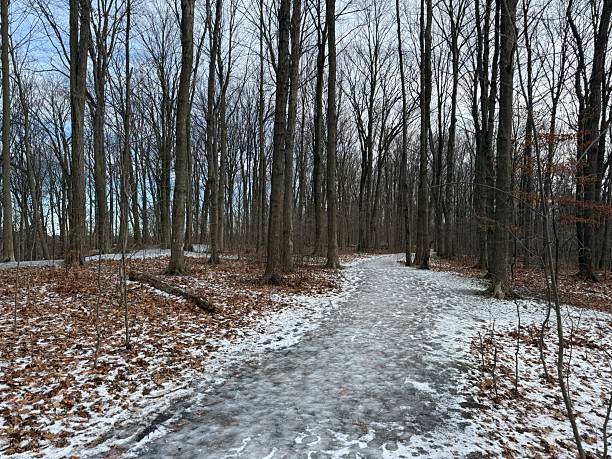 istock Earl Bales Park, Toronto, on Christmas Day 2025 2253512856