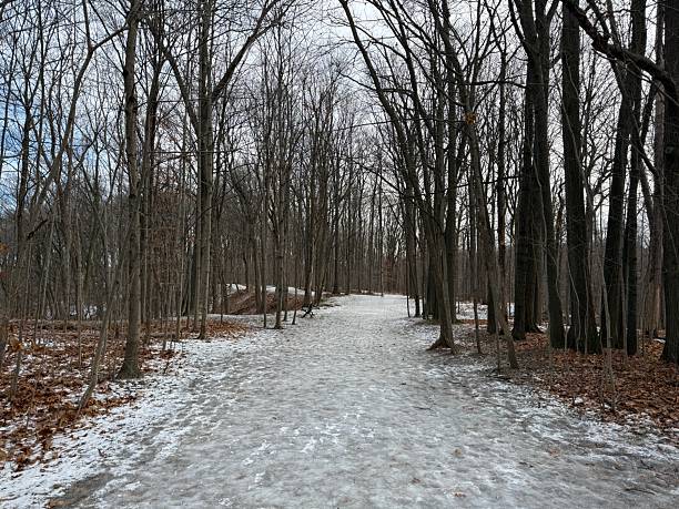 istock Earl Bales Park, Toronto, on Christmas Day 2025 2253512873