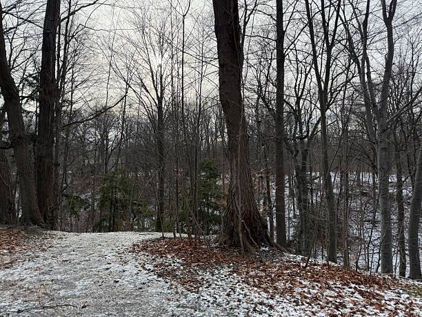 istock Earl Bales Park, Toronto, on Christmas Day 2025 2253512882