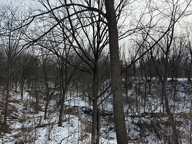 Earl Bales Park, Toronto, on Christmas Day 2025