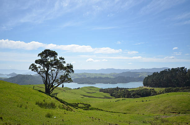 istock Tree in a New Zealand Field 2253515877