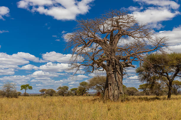 istock Large baobab tree with thick trunk and spreading branches in a natural landscape 2253517634