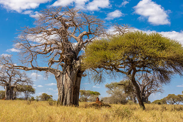 istock Large baobab tree with thick trunk and spreading branches in a natural landscape 2253517636