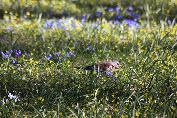 A Fieldfare bird in the grass