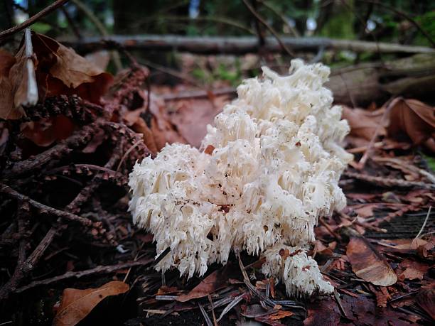 Hericium novae-zealandiae is a saprotrophic fungus, commonly known as the coral tooth fungus. It grows on dead hardwood trees. The species is edible and good when young, but as it ages the branches and hanging spines become brittle and turn a light shade of yellowish brown.