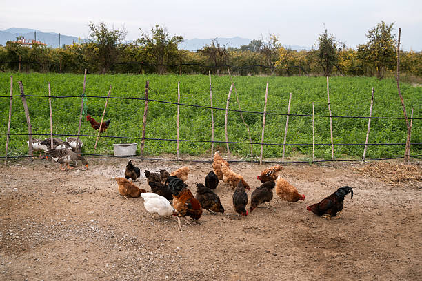 Hens eating wheat in a yard