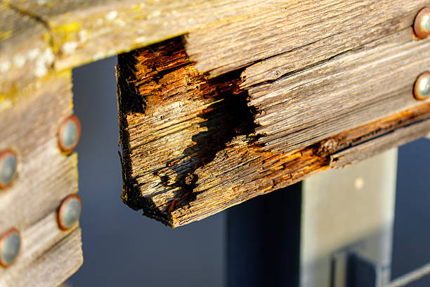 Old wooden beam showing rot and damage with metal rivets in direct sunlight