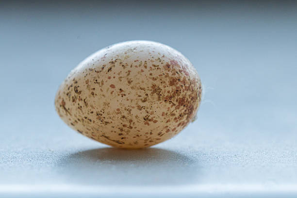 Detailed macro photograph of a Blue Tit egg (Cyanistes caeruleus) resting on a neutral surface. The egg shows the characteristic white shell with fine reddish-brown speckles typical of this common European songbird. Suitable for nature, educational and scientific use, including topics such as birds, nesting behavior, ornithology and biodiversity.