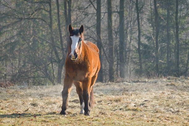 Photo of native farm animal breeds to raise awareness about theese animals, that are fron the ironage and can make more biodiversity and are better for the climate..  The horse Frederikssborghorse running in nature. Black and white photo.