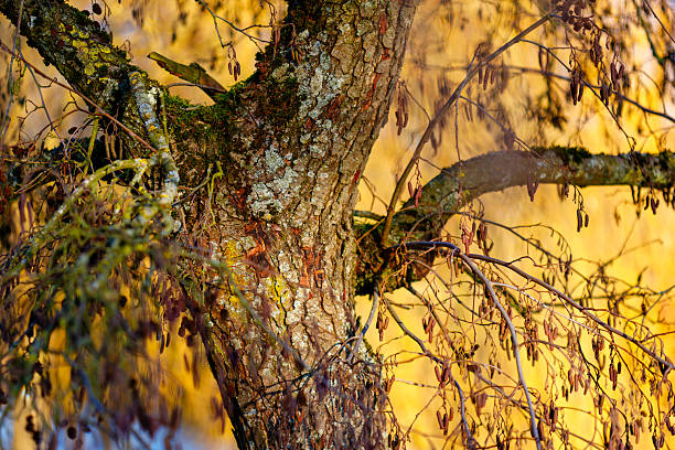 details of nature in late summer