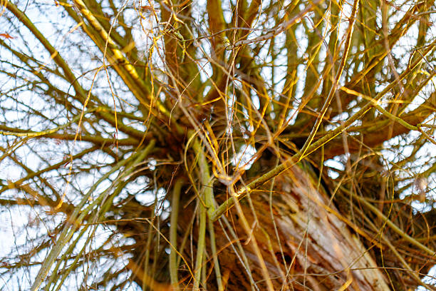 Tangled tree branches and twigs extending upwards toward a bright sky in warm sunlight
