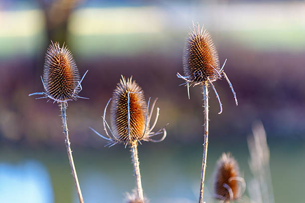 Dried teasel plants with spiky seed heads catching golden light in nature