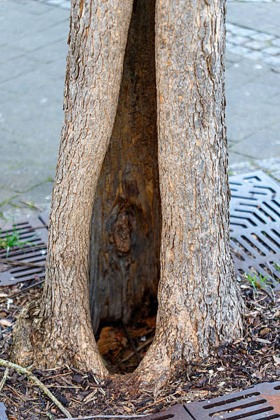 Tree trunk with a gaping hole showing damage, standing in an urban environment