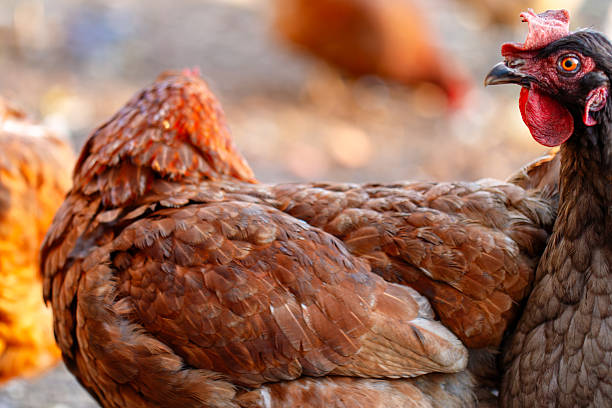 Hens with brown feathers standing together on a farm