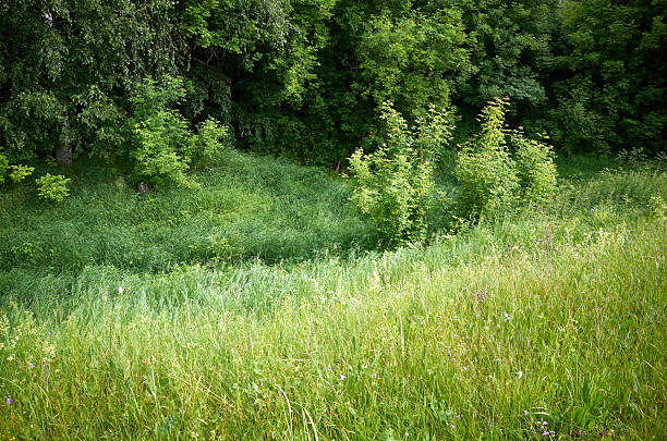 Landscape in summer green forest. Clearing and trees.
