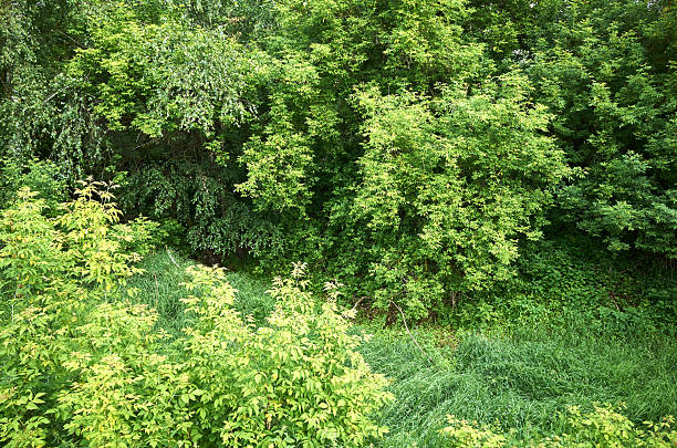 Landscape in summer green forest. Clearing and trees.