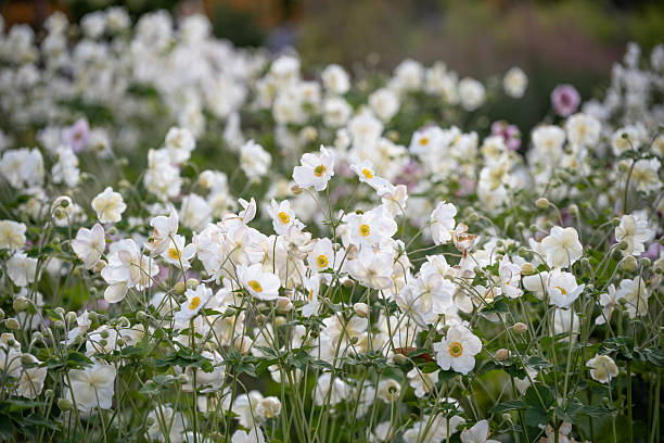 White Japanese Anemone